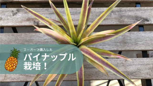 パイナップル　栽培